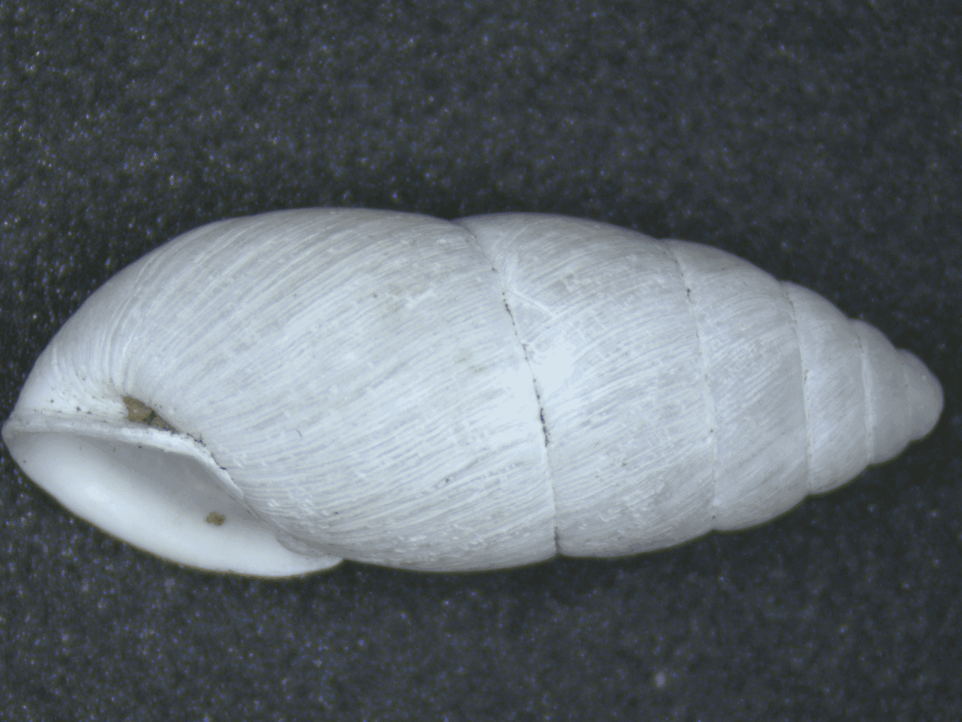 蔡司Stemi 355体视显微镜