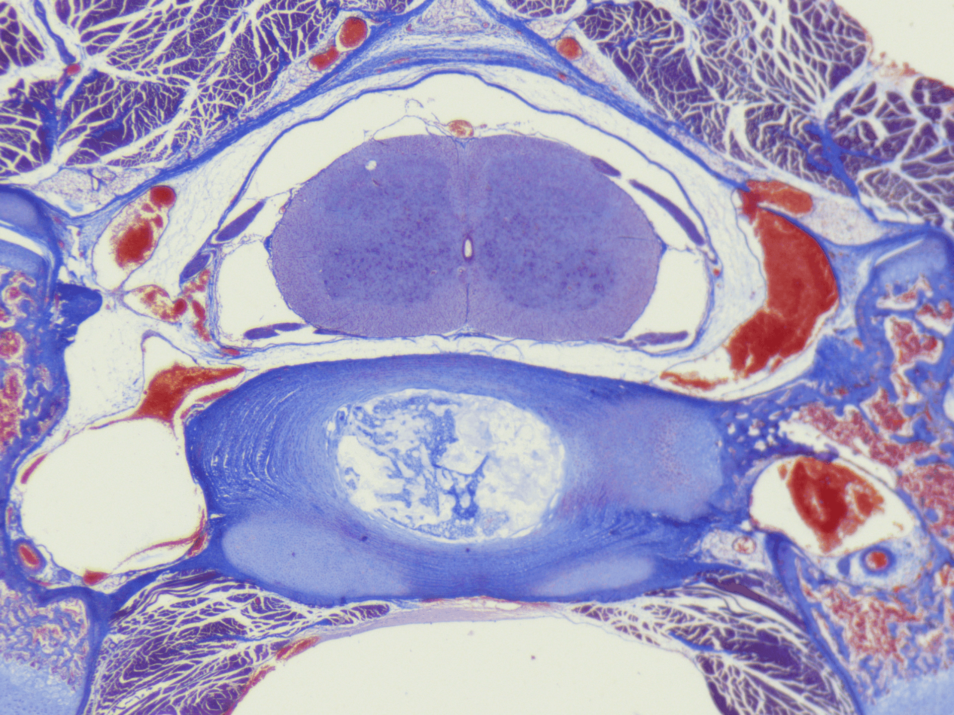 蔡司Stemi 355体视显微镜