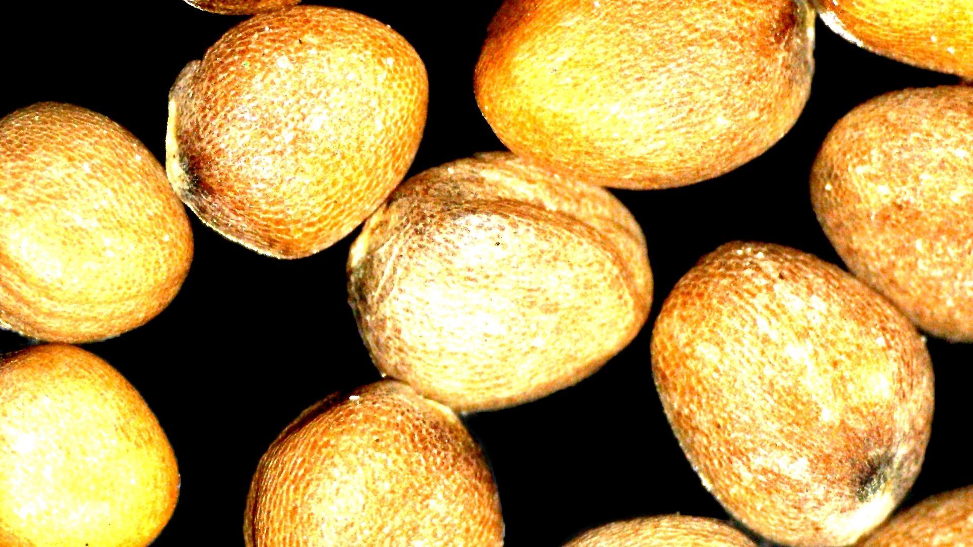 蔡司Stemi 355体视显微镜