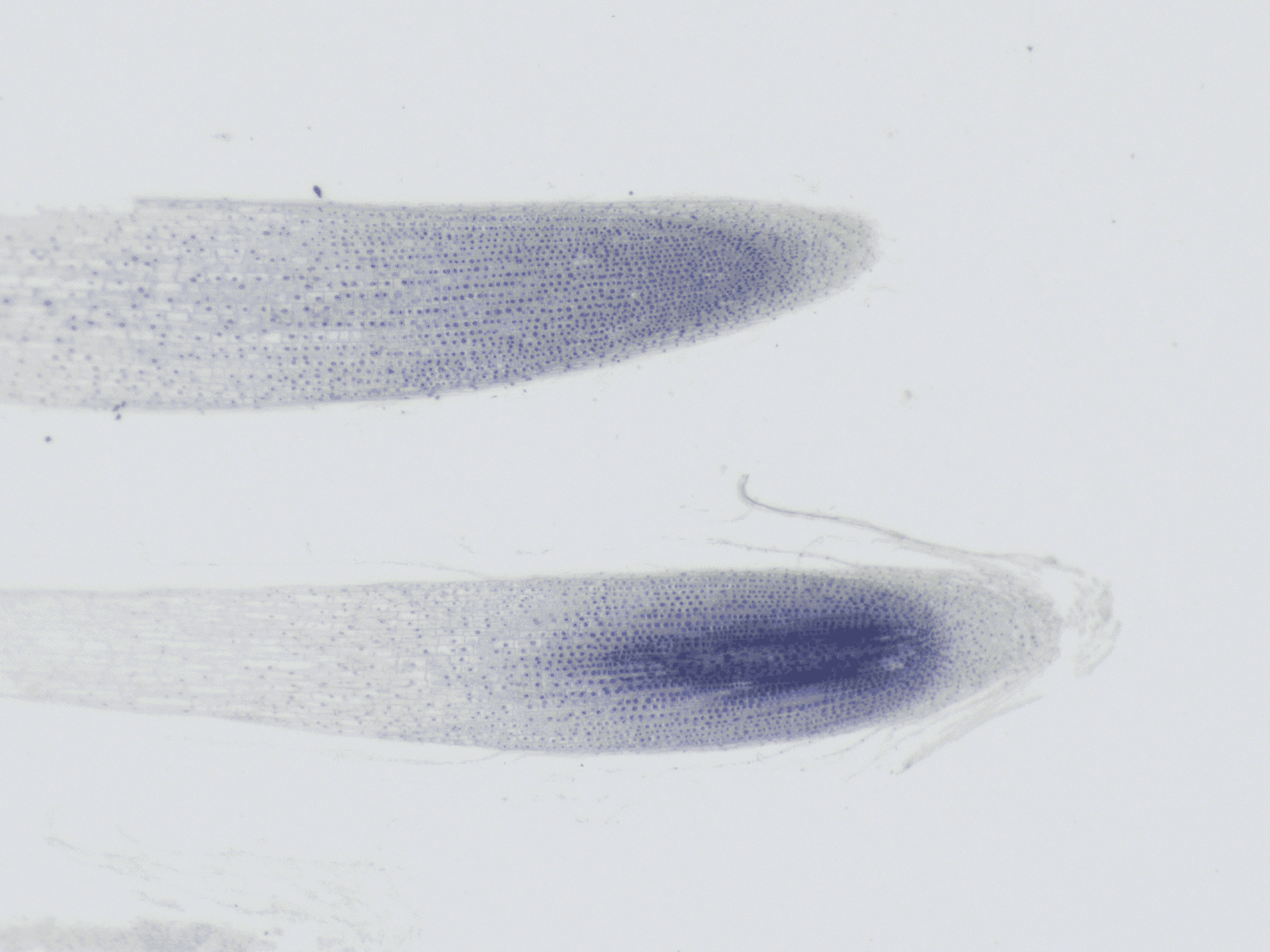 蔡司Stemi 355体视显微镜