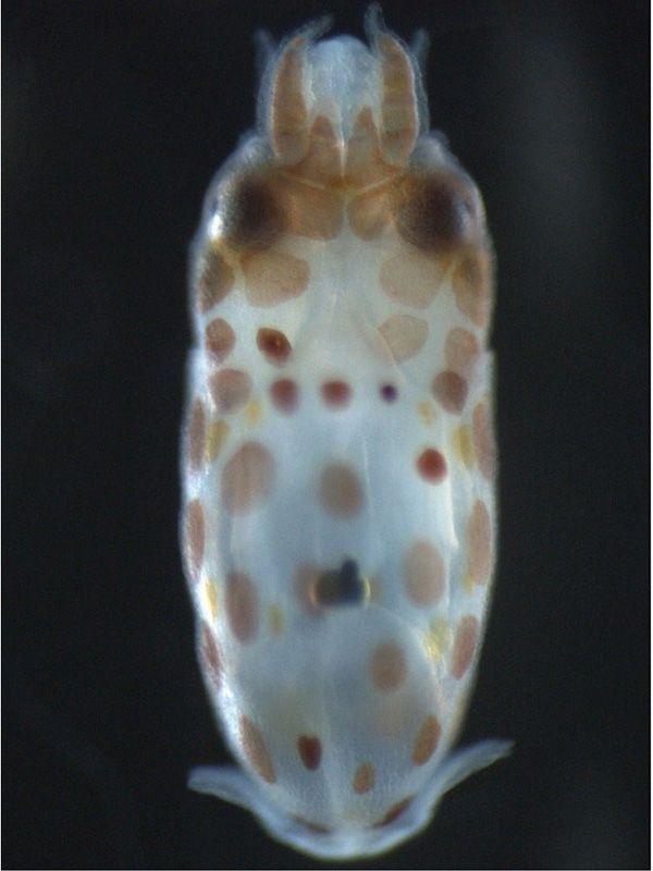 SteREO Discovery.V12体视荧光显微镜