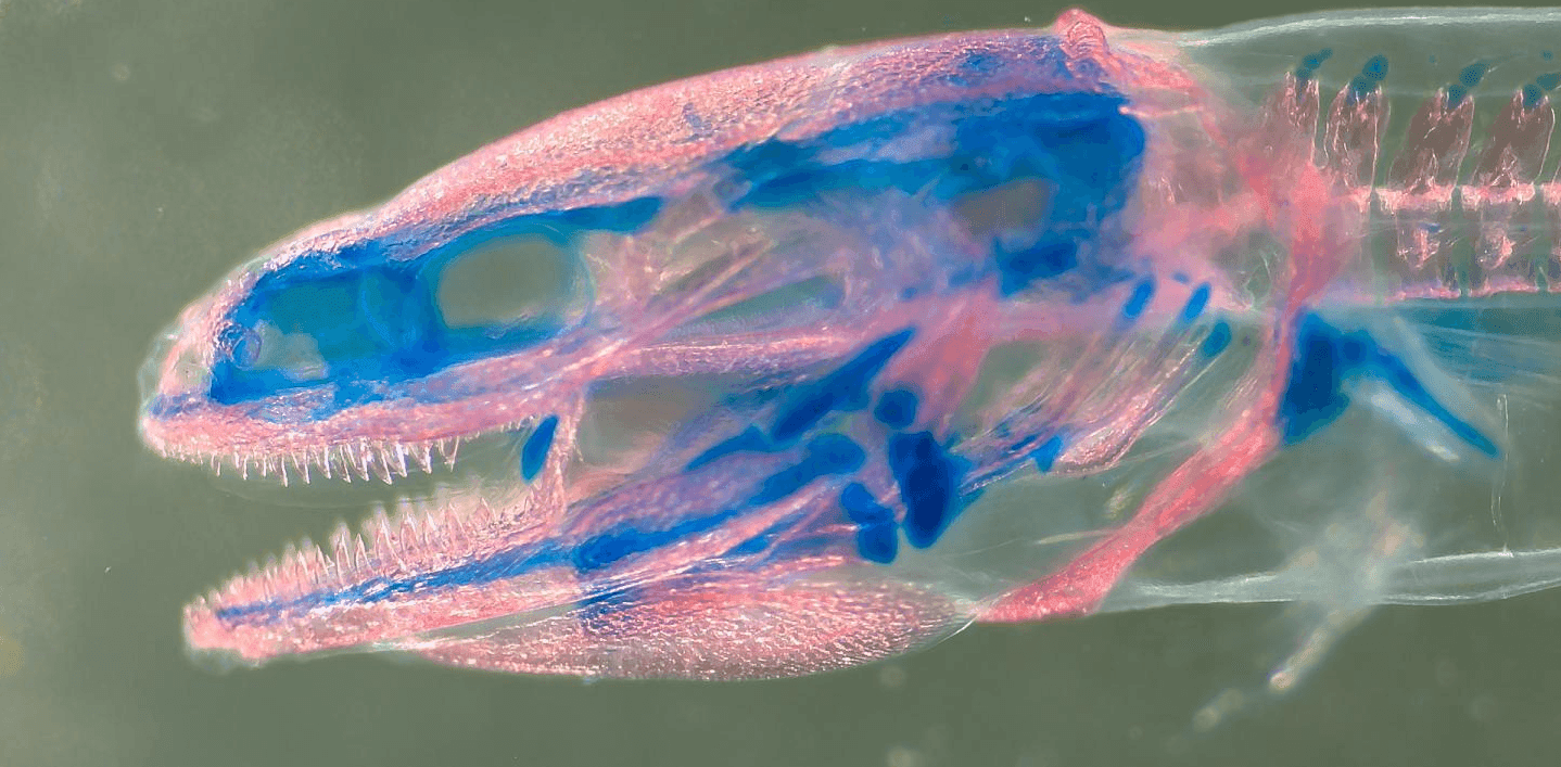 蔡司Stemi 355体视显微镜